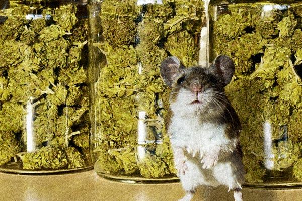 Policías argentinos culpan a unos ratones de comerse media tonelada de marihuana-0